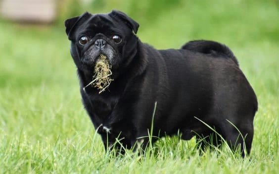 waarom honden gras eten