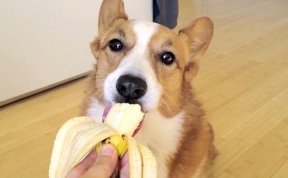 is fruit gezond voor hond?