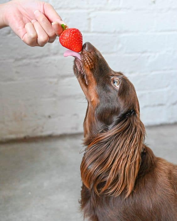 is fruit gezond voor hond